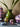 Ginori 1735 Large Squared Vide Poche Oriente Italiano Azalea